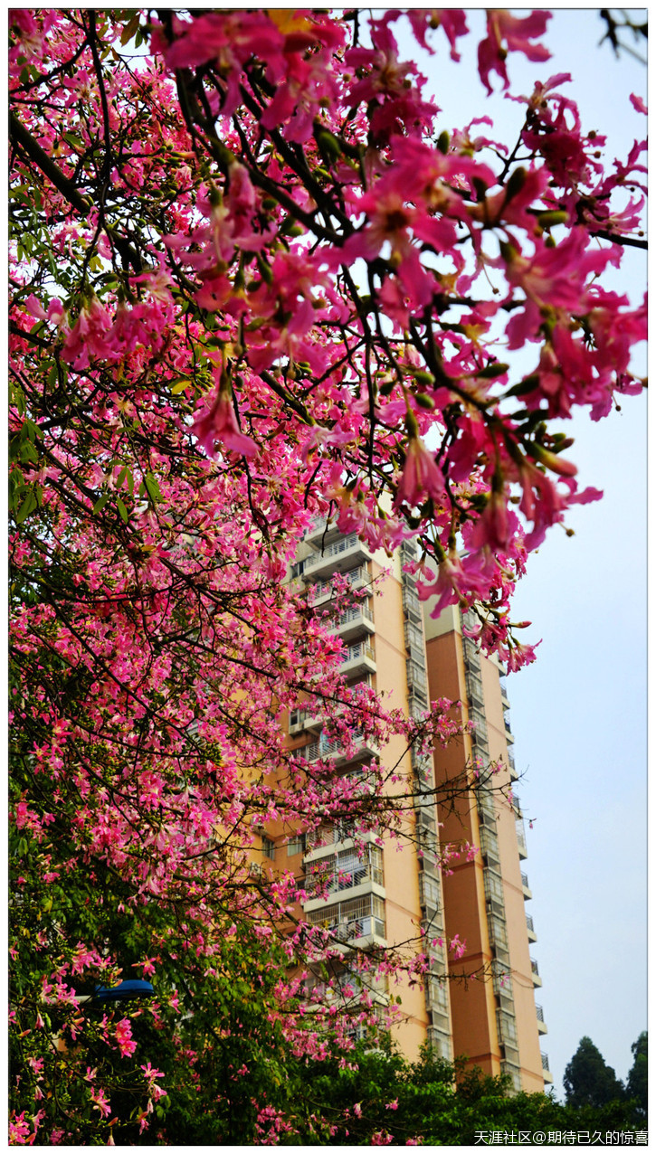 ※【期待已久】广州那一片让人心醉的俏色-第20张图片-翡翠网 ※【期待已久】广州那一片让人心醉的俏色-第20张图片-翡翠网