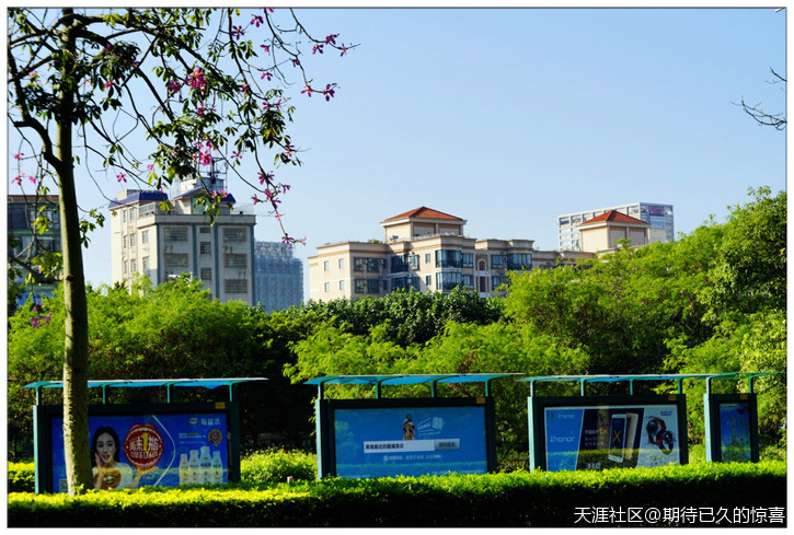 ※【期待已久】广州那一片让人心醉的俏色-第9张图片-翡翠网 ※【期待已久】广州那一片让人心醉的俏色-第9张图片-翡翠网