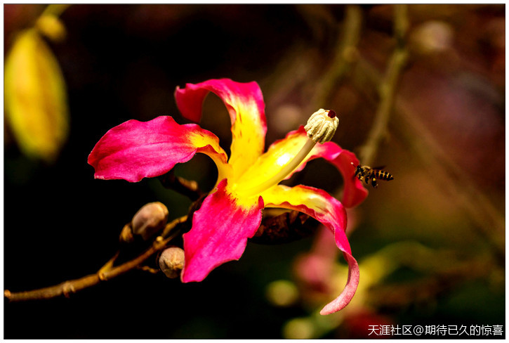 ※【期待已久】广州那一片让人心醉的俏色-第6张图片-翡翠网 ※【期待已久】广州那一片让人心醉的俏色-第6张图片-翡翠网