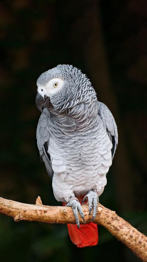 了解一下戒指的带法-第1张图片-翡翠网 了解一下戒指的带法-第1张图片-翡翠网