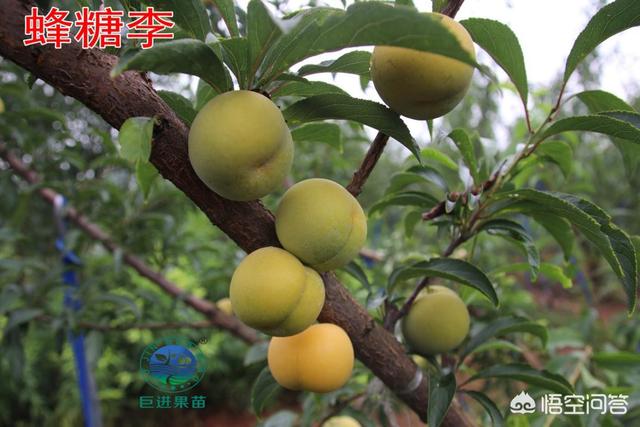 李子最好的品种有哪些?-第2张图片-翡翠网 李子最好的品种有哪些?-第2张图片-翡翠网