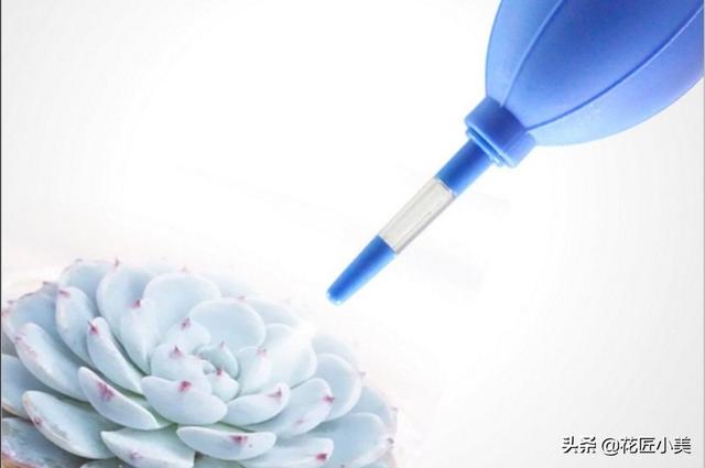 我养的麒麟植物怎么没光泽?-第6张图片-翡翠网 我养的麒麟植物怎么没光泽?-第6张图片-翡翠网