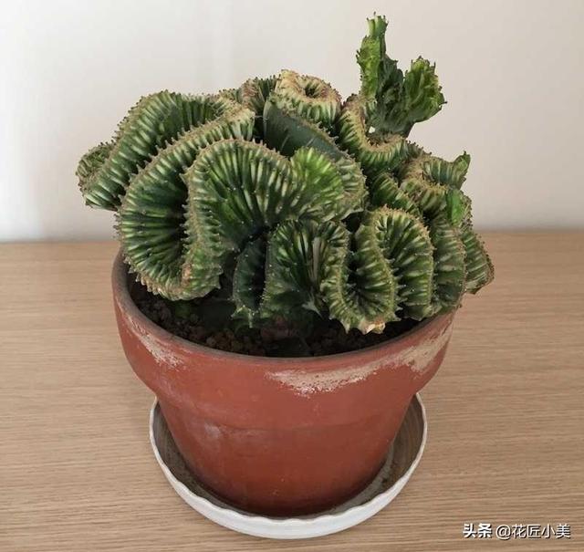 我养的麒麟植物怎么没光泽?-第5张图片-翡翠网 我养的麒麟植物怎么没光泽?-第5张图片-翡翠网