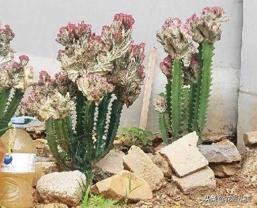 我养的麒麟植物怎么没光泽?-第4张图片-翡翠网 我养的麒麟植物怎么没光泽?-第4张图片-翡翠网