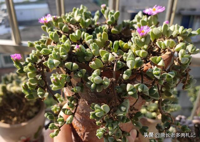 多肉植物碧玉莲怎么种植才服盆？-第1张图片-翡翠网