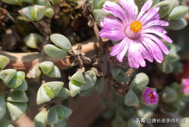 多肉植物碧玉莲怎么种植才服盆？-第7张图片-翡翠网