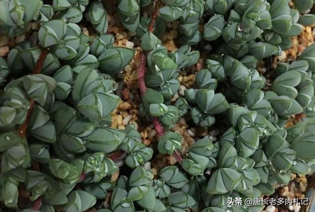 多肉植物碧玉莲怎么种植才服盆？-第6张图片-翡翠网