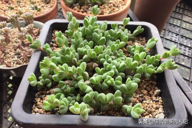 多肉植物碧玉莲怎么种植才服盆？-第2张图片-翡翠网