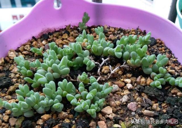 多肉植物碧玉莲怎么种植才服盆？-第5张图片-翡翠网