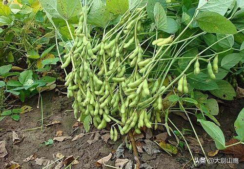 6月黄豆什么时间播种?-第3张图片-翡翠网 6月黄豆什么时间播种?-第3张图片-翡翠网