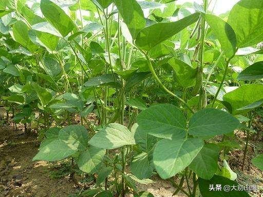 6月黄豆什么时间播种?-第2张图片-翡翠网 6月黄豆什么时间播种?-第2张图片-翡翠网
