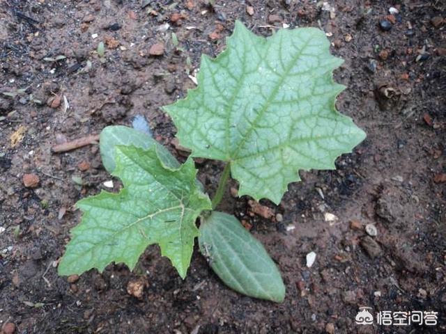 农村俗语“清明前后,种瓜点豆”,“瓜”是什么瓜?“豆”又是哪些豆呢?-第2张图片-翡翠网 农村俗语“清明前后,种瓜点豆”,“瓜”是什么瓜?“豆”又是哪些豆呢?-第2张图片-翡翠网