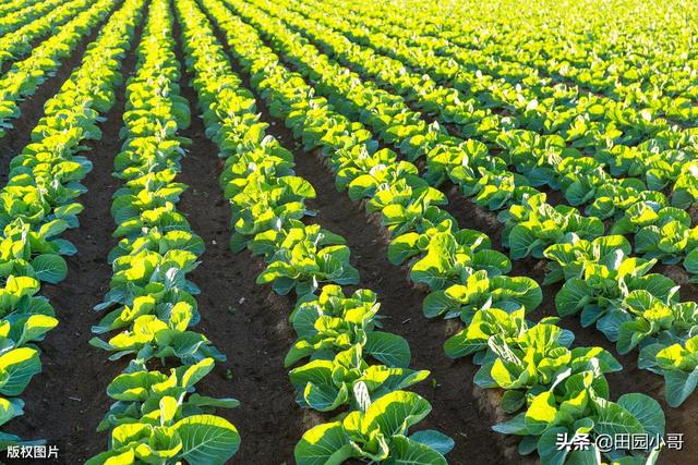 玻璃生菜有什么种植技巧？-第6张图片-翡翠网