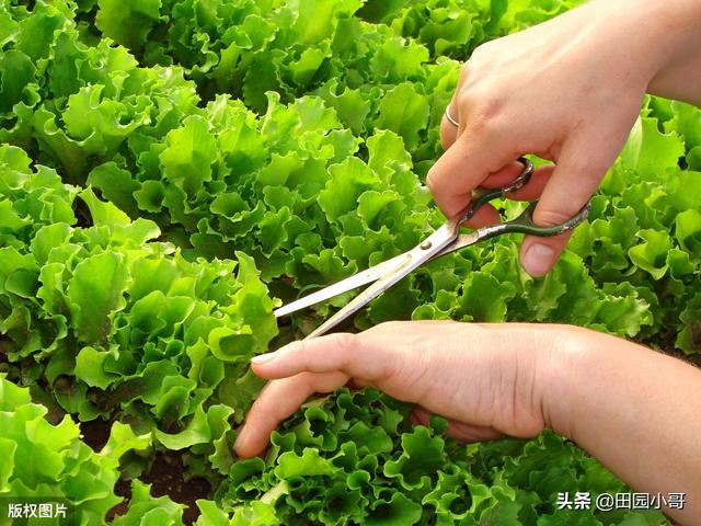 玻璃生菜有什么种植技巧？-第1张图片-翡翠网