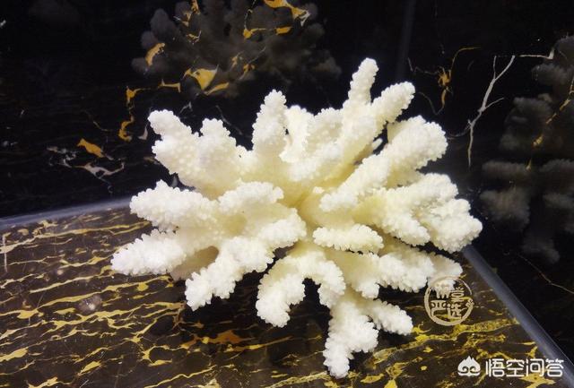 什么样的珊瑚石是最好的?-第4张图片-翡翠网 什么样的珊瑚石是最好的?-第4张图片-翡翠网