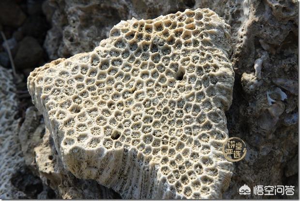 什么样的珊瑚石是最好的?-第3张图片-翡翠网 什么样的珊瑚石是最好的?-第3张图片-翡翠网