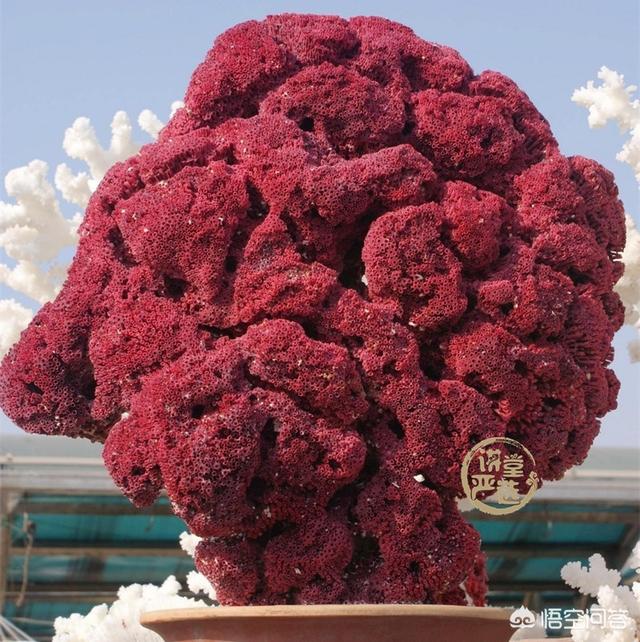 什么样的珊瑚石是最好的?-第5张图片-翡翠网 什么样的珊瑚石是最好的?-第5张图片-翡翠网