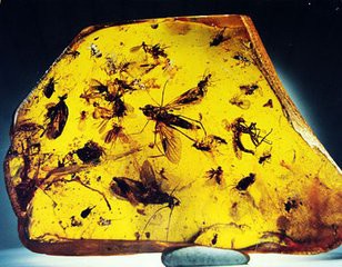 琥珀现在的市场价格-第1张图片-翡翠网