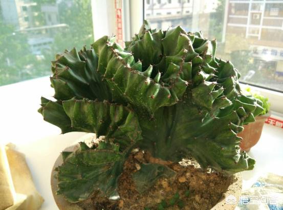 玉麒麟种植该怎样调配营养土?-第1张图片-翡翠网 玉麒麟种植该怎样调配营养土?-第1张图片-翡翠网