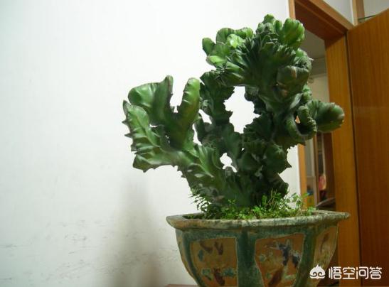 玉麒麟种植该怎样调配营养土?-第2张图片-翡翠网 玉麒麟种植该怎样调配营养土?-第2张图片-翡翠网