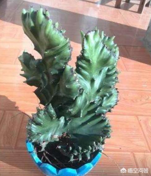 玉麒麟种植该怎样调配营养土?-第3张图片-翡翠网 玉麒麟种植该怎样调配营养土?-第3张图片-翡翠网