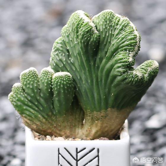 玉麒麟种植该怎样调配营养土?-第4张图片-翡翠网 玉麒麟种植该怎样调配营养土?-第4张图片-翡翠网