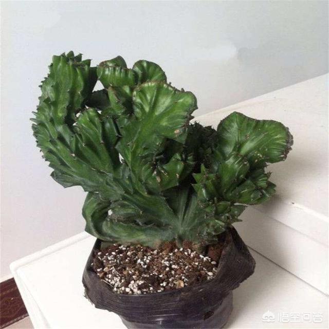 玉麒麟是嫁接的好还是自生根好?有什么不同?价格高低对比?怎么养殖?-第1张图片-翡翠网 玉麒麟是嫁接的好还是自生根好?有什么不同?价格高低对比?怎么养殖?-第1张图片-翡翠网