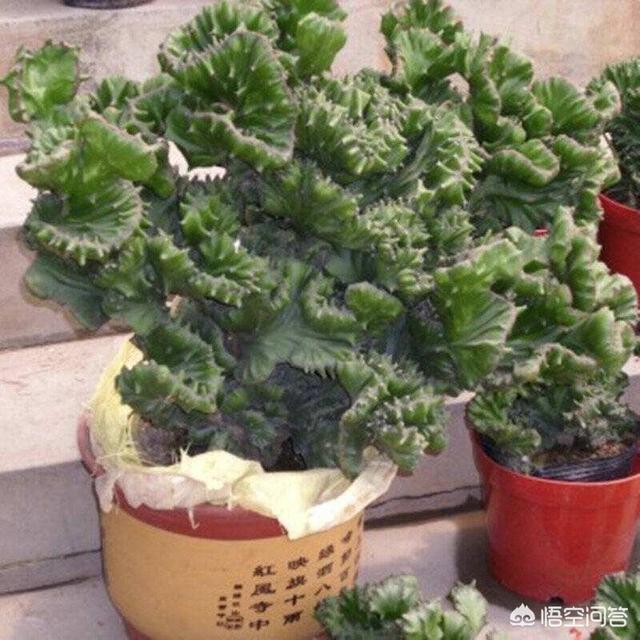 玉麒麟是嫁接的好还是自生根好?有什么不同?价格高低对比?怎么养殖?-第2张图片-翡翠网 玉麒麟是嫁接的好还是自生根好?有什么不同?价格高低对比?怎么养殖?-第2张图片-翡翠网