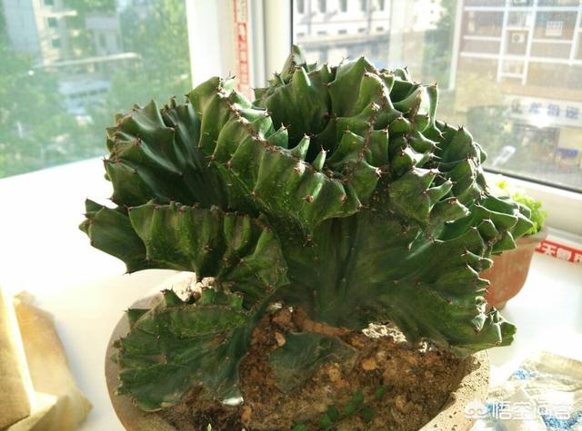 玉麒麟是嫁接的好还是自生根好?有什么不同?价格高低对比?怎么养殖?-第3张图片-翡翠网 玉麒麟是嫁接的好还是自生根好?有什么不同?价格高低对比?怎么养殖?-第3张图片-翡翠网