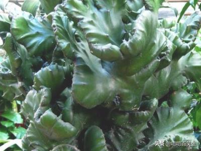 玉麒麟的养殖方法?-第1张图片-翡翠网 玉麒麟的养殖方法?-第1张图片-翡翠网