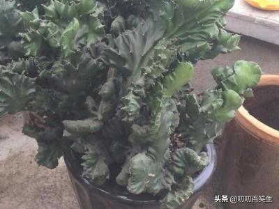 玉麒麟的养殖方法?-第2张图片-翡翠网 玉麒麟的养殖方法?-第2张图片-翡翠网