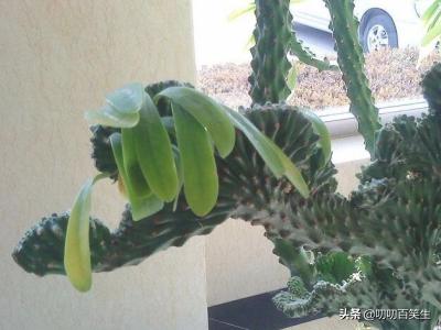 玉麒麟的养殖方法?-第3张图片-翡翠网 玉麒麟的养殖方法?-第3张图片-翡翠网