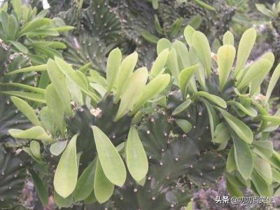 玉麒麟的养殖方法?-第4张图片-翡翠网 玉麒麟的养殖方法?-第4张图片-翡翠网