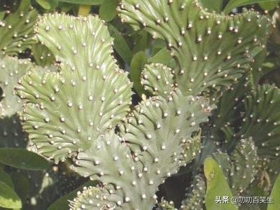 玉麒麟的养殖方法?-第5张图片-翡翠网 玉麒麟的养殖方法?-第5张图片-翡翠网