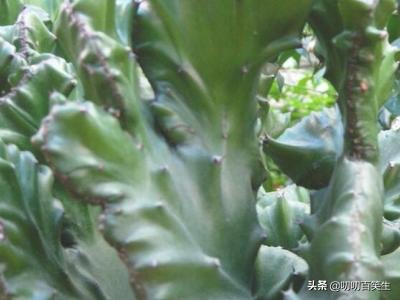 玉麒麟的养殖方法?-第6张图片-翡翠网 玉麒麟的养殖方法?-第6张图片-翡翠网