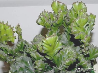 玉麒麟的养殖方法?-第7张图片-翡翠网 玉麒麟的养殖方法?-第7张图片-翡翠网