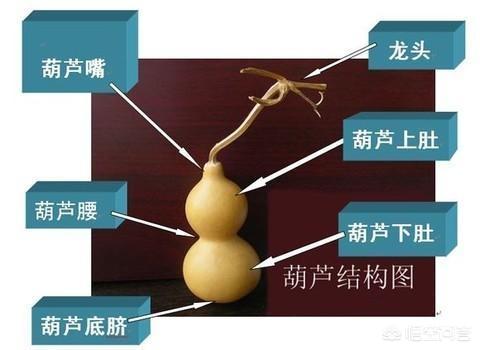 文玩手捻葫芦购买时需要注意什么?-第3张图片-翡翠网 文玩手捻葫芦购买时需要注意什么?-第3张图片-翡翠网