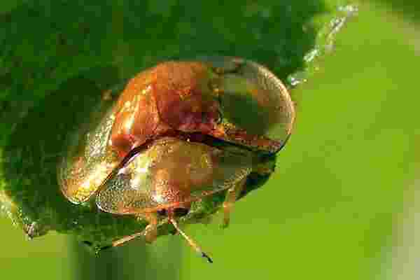 黄金龟甲虫黄金龟甲虫几元一只-第1张图片-翡翠网