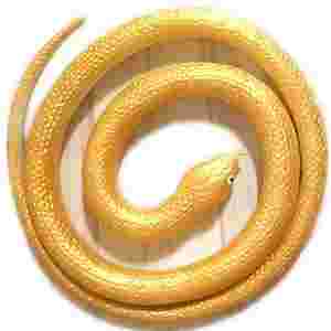 黄金眼镜蛇雷龙吃什么黄金眼镜蛇-第1张图片-翡翠网
