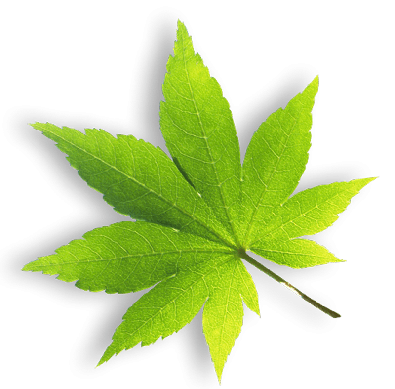 夺姿夺姿子-第1张图片-翡翠网