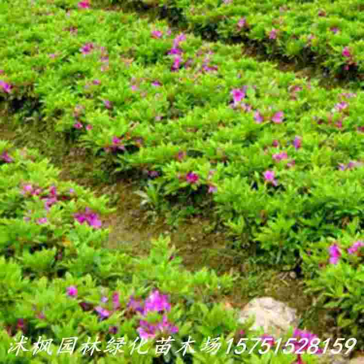 春娟黄芪霜白天用还是晚上用,春娟-第1张图片-翡翠网