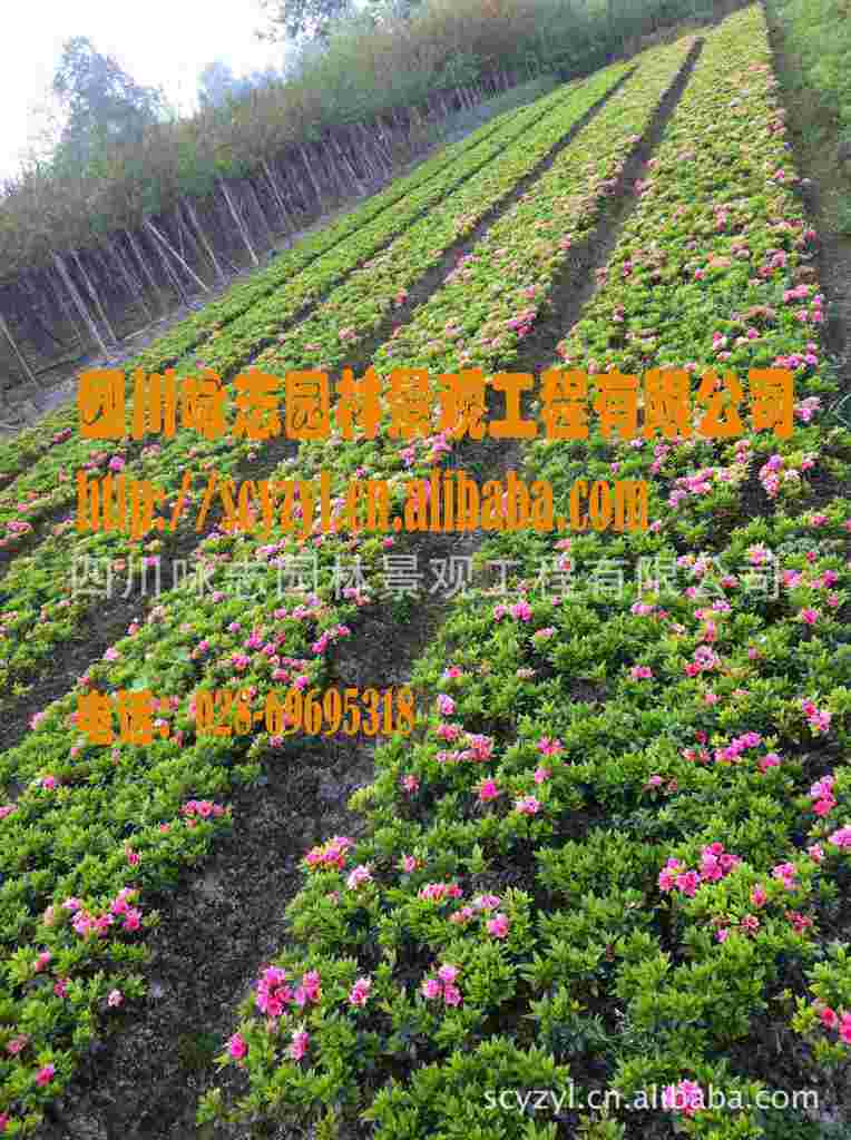 春娟黄芪霜白天用还是晚上用,春娟-第2张图片-翡翠网