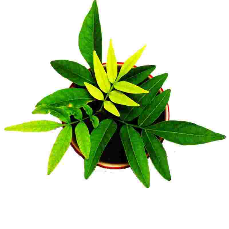 绿色黄金叶,绿色黄金-第1张图片-翡翠网