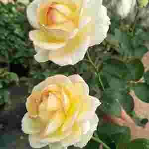 黄金渔场笔趣阁无弹窗黄金遁无弹窗-第1张图片-翡翠网