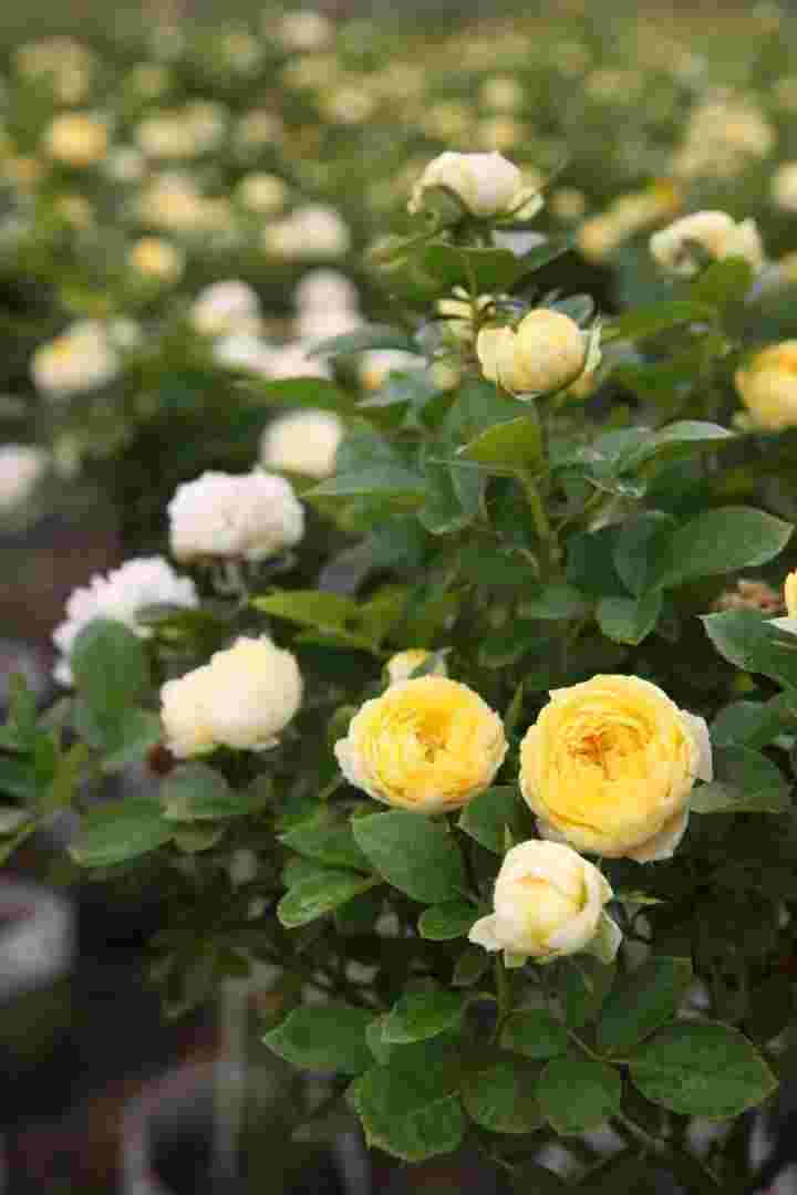 黄金咲的简单介绍-第1张图片-翡翠网 黄金咲的简单介绍-第1张图片-翡翠网