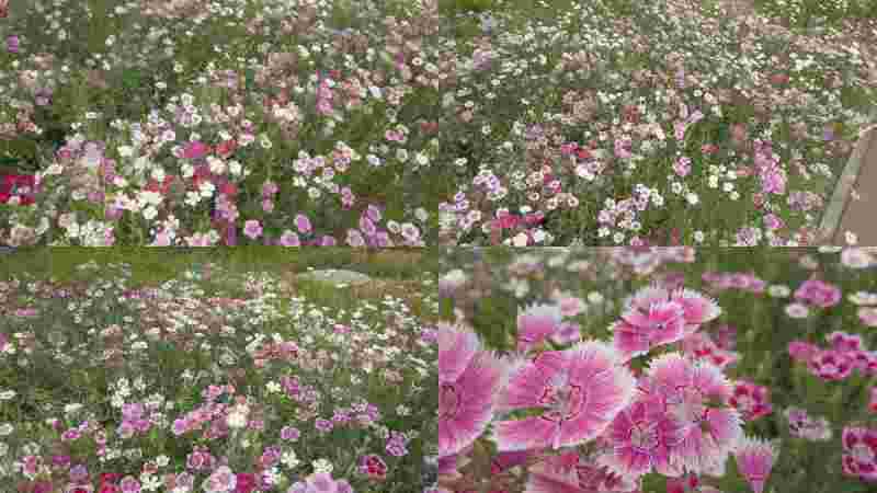 野花社区在线观看高清视频动漫,野花社区在线观看高清视频动漫第五集-第1张图片-翡翠网