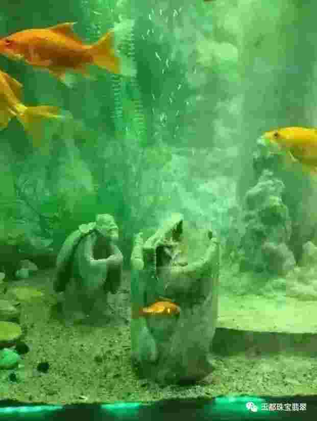 翡翠知识鱼缸水变清小窍门,翡翠原石放在鱼缸里的水好不好养鱼-第2张图片-翡翠网