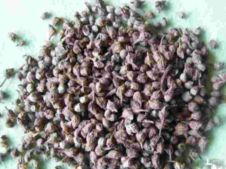 忆草怎么样忆草书怎么写-第1张图片-翡翠网 忆草怎么样忆草书怎么写-第1张图片-翡翠网