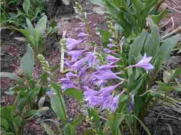 忆草怎么样忆草书怎么写-第2张图片-翡翠网 忆草怎么样忆草书怎么写-第2张图片-翡翠网