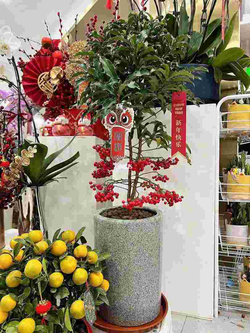 黄金万两图片头像黄金万两壁纸-第2张图片-翡翠网 黄金万两图片头像黄金万两壁纸-第2张图片-翡翠网